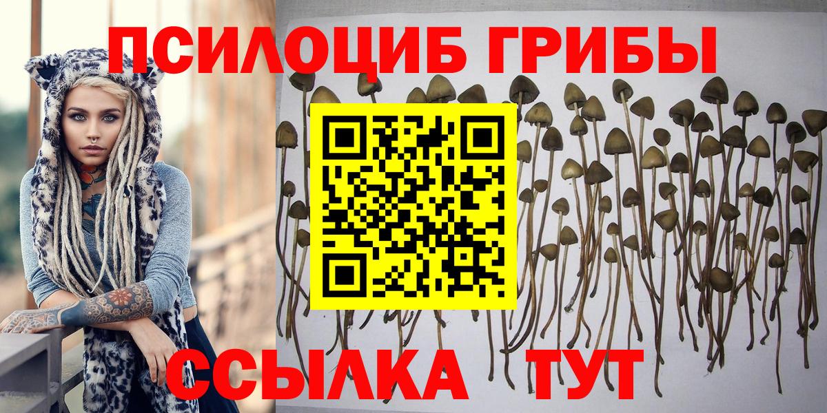 Костомукша  Псилоцибиновые грибы Psilocybine cubensis  Вход с VPN 